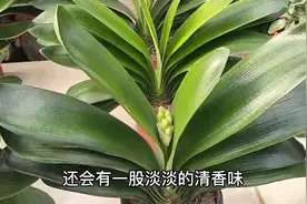 给君子兰喝这三种“饮料”，一年长6片叶子，油亮发光视频封面