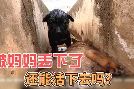 未满月的小奶狗失去了妈妈，他们还能活下去吗？我们来拯救他们！视频封面
