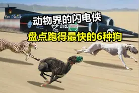 动物界的闪电侠，盘点跑得最快的6种狗，速度和猎豹有一拼！视频封面