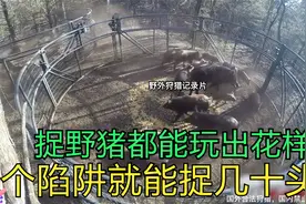 玩出花样的人猪大战，大哥的一个陷阱一下子就能捉到几十头视频封面