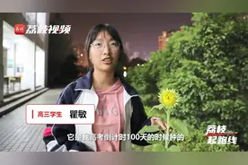 一举夺“葵”！高考倒计时100天种的向日葵开花了视频封面