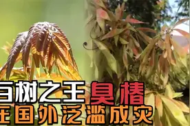 为什么臭椿树在国外泛滥成灾，在我国被称为百树之王？有什么用吗视频封面