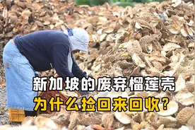 新加坡的废弃榴莲壳，为什么捡回来回收？他们有什么用处？视频封面
