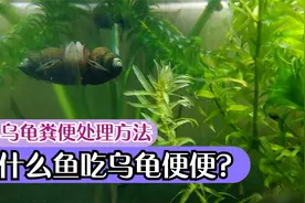 什么鱼吃乌龟粪便？龟排泄物处理方法，泥鳅鱼虾螺蚌清理不靠谱
