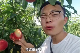 丹东艳红桃成熟了，梁小在树上直接吃，这口感真过瘾