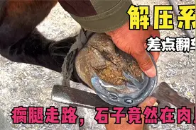 骏马走路瘸腿！原因竟然是蹄子内卡着碎石！师傅差点翻车？视频封面