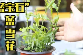 有种“蓝色花”，它就是蓝雪花，开花像蓝宝石，园艺师教你养好它视频封面