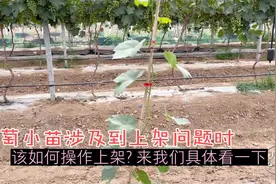 葡萄小苗涉及到上架问题时，该如何操作上架？来我们具体看一下视频封面