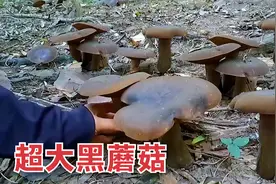 山上发现一片超大的黑蘑菇，这是可以食用的蘑菇，可以采摘！视频封面