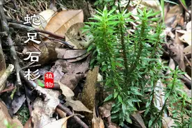 濒危蕨类植物“蛇足石衫”，十几年才长这么大！山里能碰见太难得视频封面