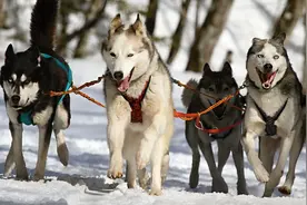 狗叫声 哈士奇叫声 Dog barking husky barking视频封面