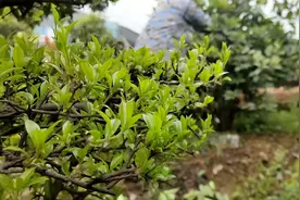 茶花皇后“四季金花茶”管理方法，牢记这三点，花开又多又质量！视频封面