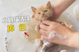 流浪小奶猫第一次洗澡，洗着洗着掉色了