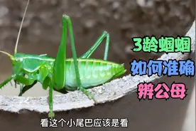 隐藏的小尾巴！正面看是公，侧面看是母？3龄蝈蝈分辨公母小干货