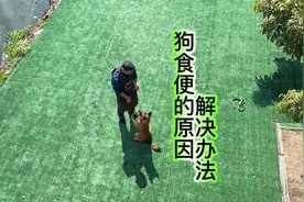 狗为什么吃屎？十年训犬师详细解答，帮你解决养犬烦恼