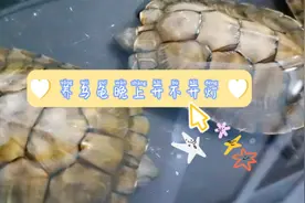 养乌龟晚上需要开灯吗，会不会打破乌龟的作息