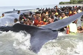 非洲岸边有蓝鲸搁浅，附近村民纷纷前来分割，场面壮观了