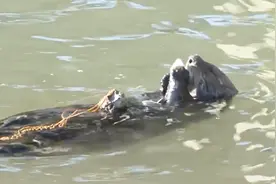 为了吃贝壳，水獭举起贝壳重重砸向胸口的石头，胸口碎大石？视频封面