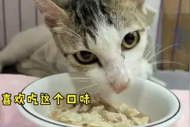 流浪小猫到家后变乐观了，大吃大喝任人摸，还学会了要抱抱视频封面