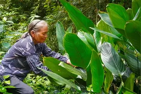广西传统“饭心糍粑”，阿婆这做法不常见，味道香浓，不简单！