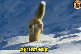 狐狸跳得高高的，然后一头扎进雪里，这难道是失传已久的绝世武功视频封面