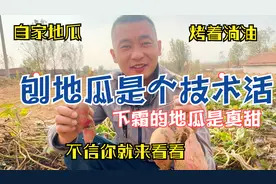 山东农村霜降才收红薯，地瓜为啥起这么晚，原来收获红薯有讲究视频封面