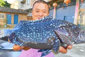 1100买石斑鱼中贵族“蓝瓜子”，阿胖山做清蒸3吃，果然名不虚传