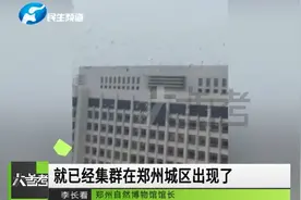 鸟群空中盘旋，黑压压的乱飞，是灾害预兆？听专家咋说视频封面