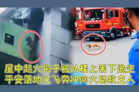 主人将金毛从四楼丢下逃生，狗子惊险落地后再次飞奔向火场救主人视频封面