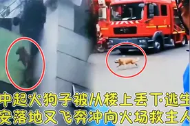 主人将金毛从四楼丢下逃生，狗子惊险落地后再次飞奔向火场救主人视频封面