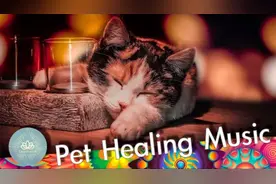 喵咪的呼噜声疗愈音乐 ,让铲屎官和主子一起安睡的治疗音乐视频封面