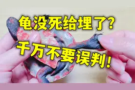 龟没反应就是死了？不！教你两点100%确认死亡！别误判给埋了！
