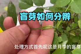 应粉丝要求，本期视频讲解月季盲芽怎么辨别以及盲芽的处理方法。视频封面