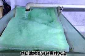 立刻给两个鱼缸更换滤棉，再不更换，即使观赏鱼没事水质也完了视频封面
