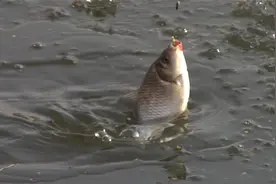 浮漂不动却中鱼，问题就出在浮漂上视频封面