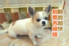 这就是70%的人为啥不养吉娃娃的原因，翻脸比翻书还快！