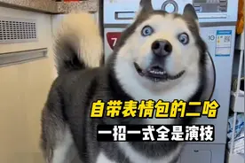 哈士奇太阳，靠“自带表情包”圈粉无数，一招一式全都掺杂着演技视频封面