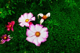 PS如何让花卉更艳丽，环境色更统一干净，也就是画面简洁主题突出