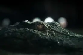 影视：灾难片！飓风引发洪水，小镇惨遭淹没成群巨鳄疯狂袭击人类视频封面