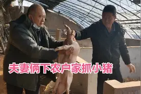 肥猪卖完了，老军提前做好明年的准备，夫妻俩下农户家抓小猪视频封面