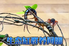 群养间脚蜈蚣,打造蜈蚣群养生态饲养缸视频封面