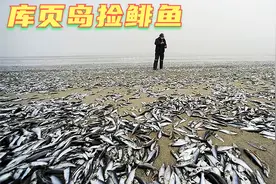 库页岛鲱鱼繁殖季，鱼多，想要多少可以捞多少！烤着吃很好吃！视频封面