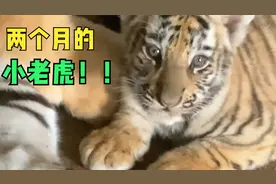 俄罗斯摄影师拍摄小老虎，画面一转虎妈妈的眼神太凶了视频封面