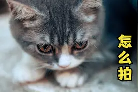 宠物猫咪怎么拍？看样片学拍摄，少拍大景多拍特写