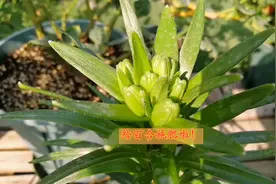教你种百合3：给刚出花苞的百合施肥视频封面