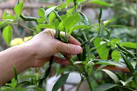 想要辣椒一盆长3斤，施肥离不开它，鲜红个又大