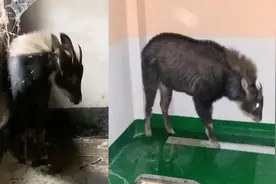 角像鹿、头像羊、蹄像牛、尾像驴，广东惠州一“四不像”闯入民居视频封面