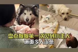 盘点狗狗第一次见到小主人！满眼宠溺疯狂摇尾巴，画面令人治愈视频封面