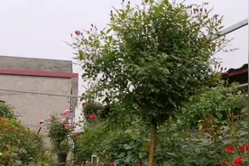 蔷薇杆嫁接月季树，是主干上嫁接还是侧分枝上嫁接好？视频封面