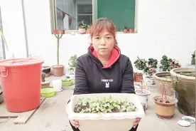种的花种出苗后如何养护？2点关键要做到，长苗长枝开花快视频封面